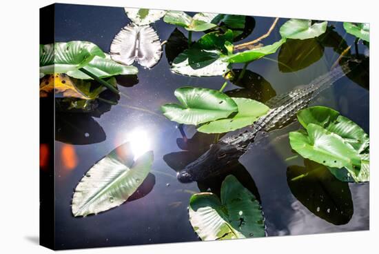 Crocodile - Everglades National Park - Unesco World Heritage Site - Florida - USA-Philippe Hugonnard-Premier Image Canvas