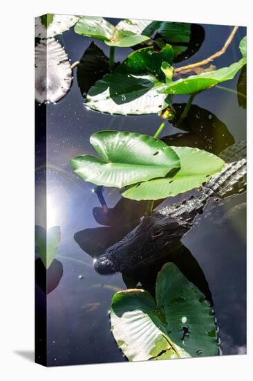 Crocodile - Everglades National Park - Unesco World Heritage Site - Florida - USA-Philippe Hugonnard-Premier Image Canvas
