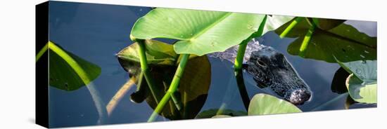 Crocodile - Everglades National Park - Unesco World Heritage Site - Florida - USA-Philippe Hugonnard-Premier Image Canvas