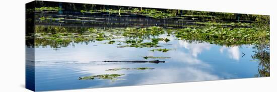 Crocodile - Everglades National Park - Unesco World Heritage Site - Florida - USA-Philippe Hugonnard-Premier Image Canvas