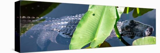 Crocodile - Everglades National Park - Unesco World Heritage Site - Florida - USA-Philippe Hugonnard-Premier Image Canvas