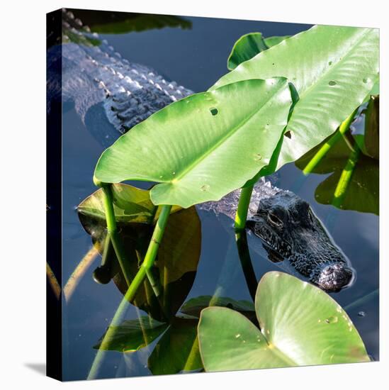 Crocodile - Everglades National Park - Unesco World Heritage Site - Florida - USA-Philippe Hugonnard-Premier Image Canvas