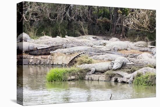 Crocodile Farm, Nile crocodile (Crocodylus niloticus), Antananarivo, Madagascar, Africa-Christian Kober-Premier Image Canvas