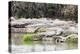 Crocodile Farm, Nile crocodile (Crocodylus niloticus), Antananarivo, Madagascar, Africa-Christian Kober-Premier Image Canvas