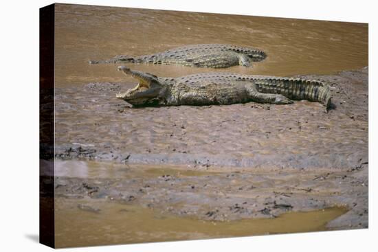 Crocodile-DLILLC-Premier Image Canvas