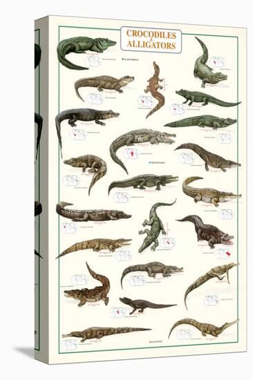 Crocodiles and Alligators-null-Stretched Canvas