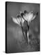 Crocus BW-István Nagy-Premier Image Canvas