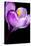 Crocus Flower (Crocus Sp.)-Lawrence Lawry-Premier Image Canvas