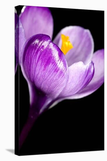 Crocus Flower (Crocus Sp.)-Lawrence Lawry-Premier Image Canvas