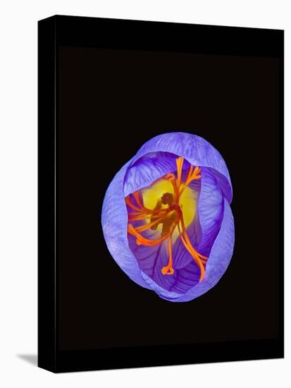 Crocus flower from above, closing in evening-Heather Angel-Premier Image Canvas