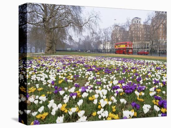 Crocus Flowering in Spring in Hyde Park, Bus on Park Lane in the Background, London, England, UK-Mark Mawson-Premier Image Canvas