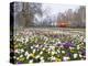 Crocus Flowering in Spring in Hyde Park, Bus on Park Lane in the Background, London, England, UK-Mark Mawson-Premier Image Canvas