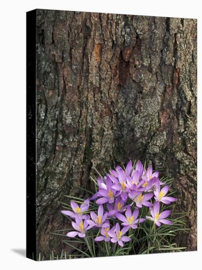 Crocus flowers, Shelbyville, Kentucky, USA-Adam Jones-Premier Image Canvas