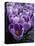 Crocus Flowers-Bill Ross-Premier Image Canvas