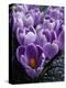 Crocus Flowers-Bill Ross-Premier Image Canvas