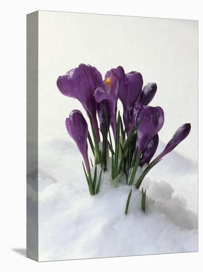 Crocus in the Snow-Nancy Rotenberg-Premier Image Canvas