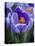 Crocus Pickwick Flower-Clive Nichols-Premier Image Canvas