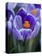 Crocus Pickwick Flower-Clive Nichols-Premier Image Canvas