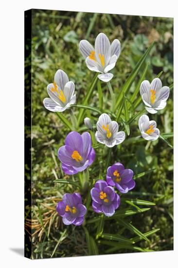 Crocus Sp-Dr. Keith Wheeler-Premier Image Canvas