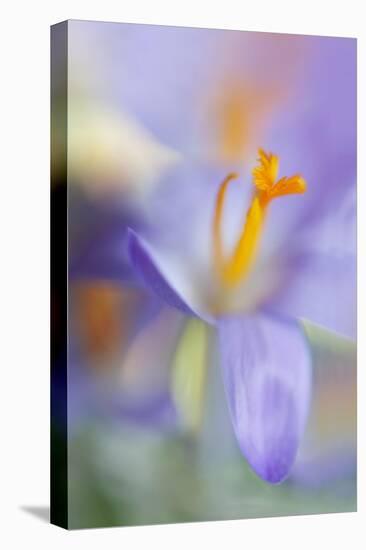 Crocus stretching ll-Heidi Westum-Premier Image Canvas