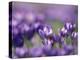 Crocus Tommasinianus-Adrian Bicker-Premier Image Canvas