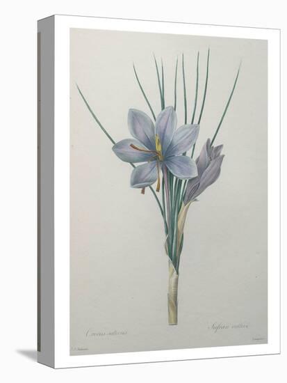 Crocus-Pierre-Joseph Redoute-Stretched Canvas