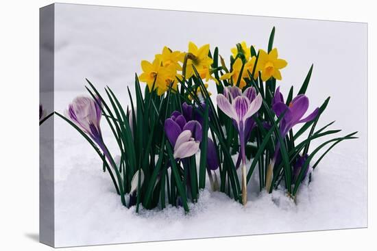Crocuses and Daffodils in Snow-Darrell Gulin-Premier Image Canvas