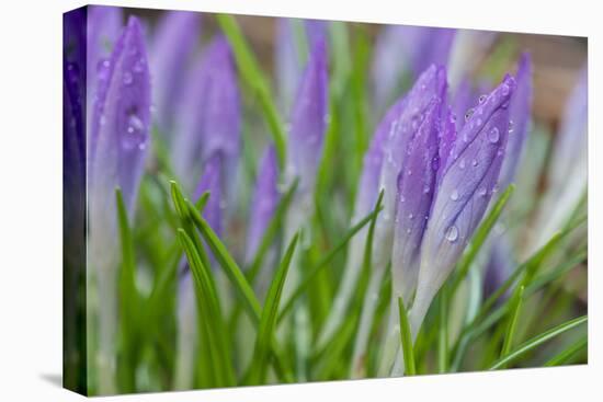 Crocuses Closed Up Between Showers on an Early Spring Day Covered in Water Drops Melted Snow-Yon Marsh-Premier Image Canvas