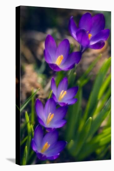 Crocuses (Crocus Vernus)-Maria Mosolova-Premier Image Canvas