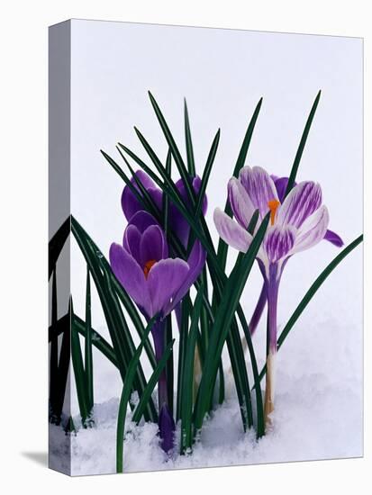 Crocuses in Snow-Darrell Gulin-Premier Image Canvas