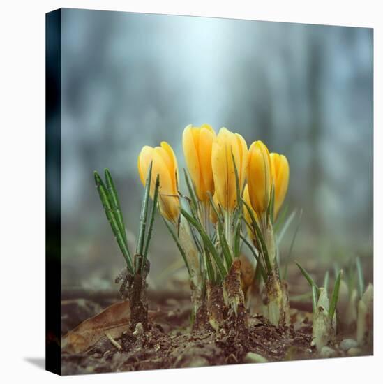 Crocuses-Ben Heine-Premier Image Canvas