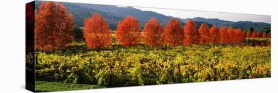 Crop in a Vineyard, Napa Valley, California, USA-null-Premier Image Canvas