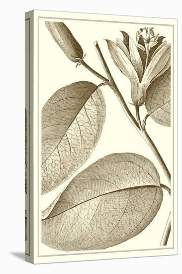 Cropped Sepia Botanical II-Vision Studio-Stretched Canvas