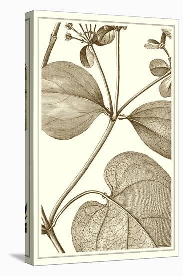 Cropped Sepia Botanical V-Vision Studio-Stretched Canvas