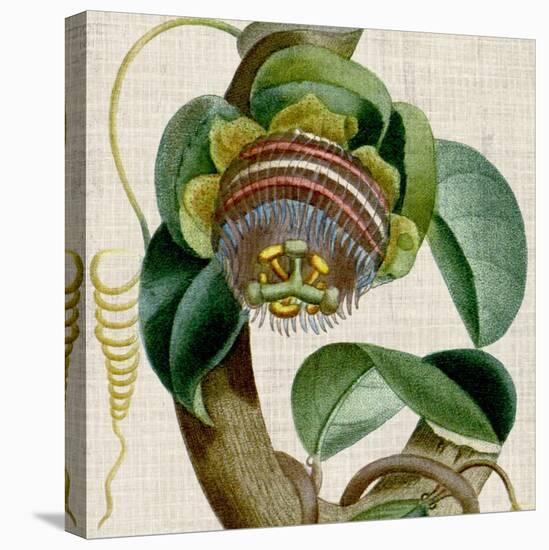 Cropped Turpin Tropicals IV-Vision Studio-Stretched Canvas