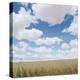 Crops growing in a field-null-Premier Image Canvas