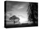 Cross-country course at dawn-AdventureArt-Premier Image Canvas