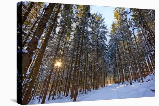 Cross-Country Ski Trail in a Spruce Forest, Windsor, Massachusetts-Jerry & Marcy Monkman-Premier Image Canvas