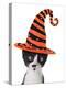 Cross Eyed Kitten Wearing A Halloween Witch Hat-Hannamariah-Premier Image Canvas