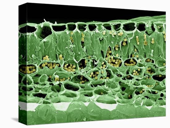 Cross Section of Leaf-null-Premier Image Canvas