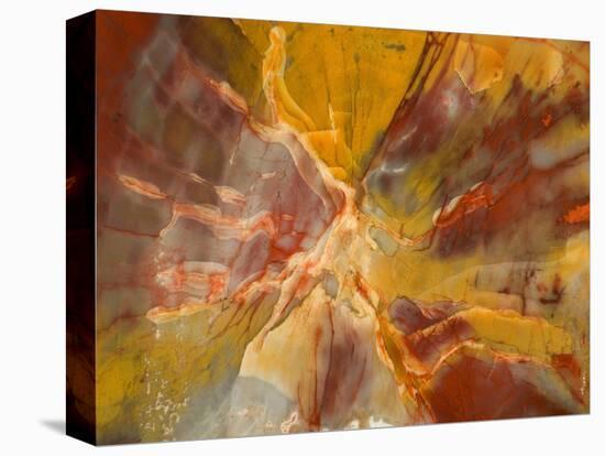 Cross-Section of Petrified Wood-Kevin Schafer-Premier Image Canvas