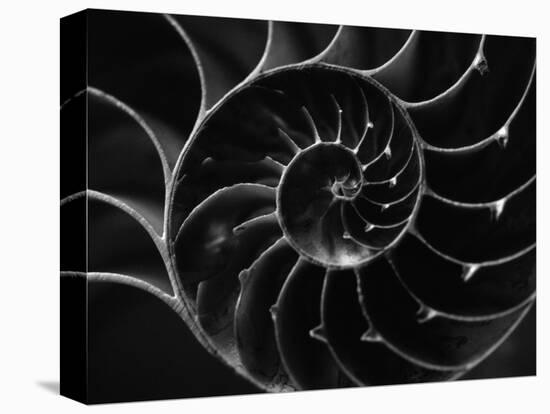 Cross Section of Sea Shell-Henry Horenstein-Premier Image Canvas