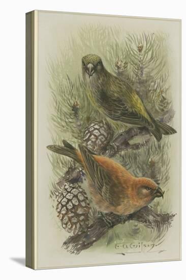 Crossbill, Illustration from 'A History of British Birds' by William Yarrell, c.1905-10-Edward Adrian Wilson-Premier Image Canvas