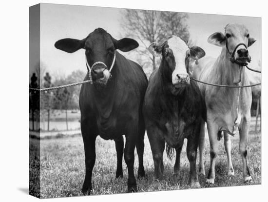 Crossbreeding of Brahmin Stock, Bragus and Braford-Cornell Capa-Premier Image Canvas