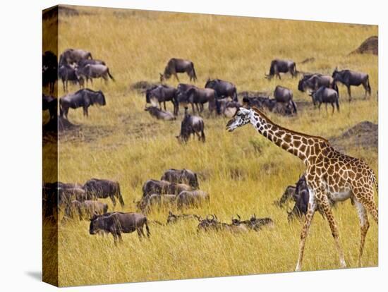 Crossing the Mara River, Maasai Mara, Kenya-Joe Restuccia III-Premier Image Canvas