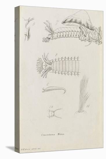 Crossostoma Midas: Marine Bristle Worm-Philip Henry Gosse-Premier Image Canvas