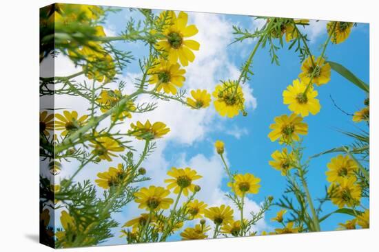 Crown daisy flowers against sky, Cyprus-Edwin Giesbers-Premier Image Canvas