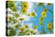 Crown daisy flowers against sky, Cyprus-Edwin Giesbers-Premier Image Canvas