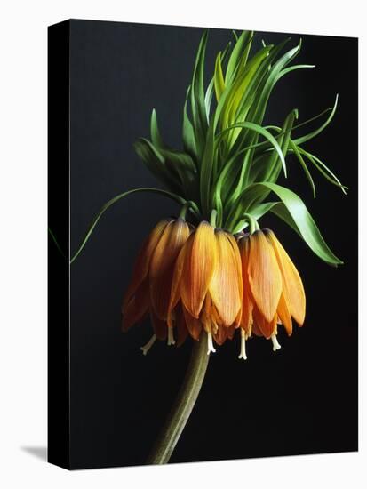 Crown Imperial-Clay Perry-Premier Image Canvas