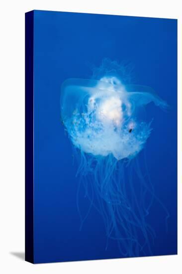 Crown Jellyfish (Netrostoma Setouchina), Blue Corner, Micronesia, Palau-Reinhard Dirscherl-Premier Image Canvas